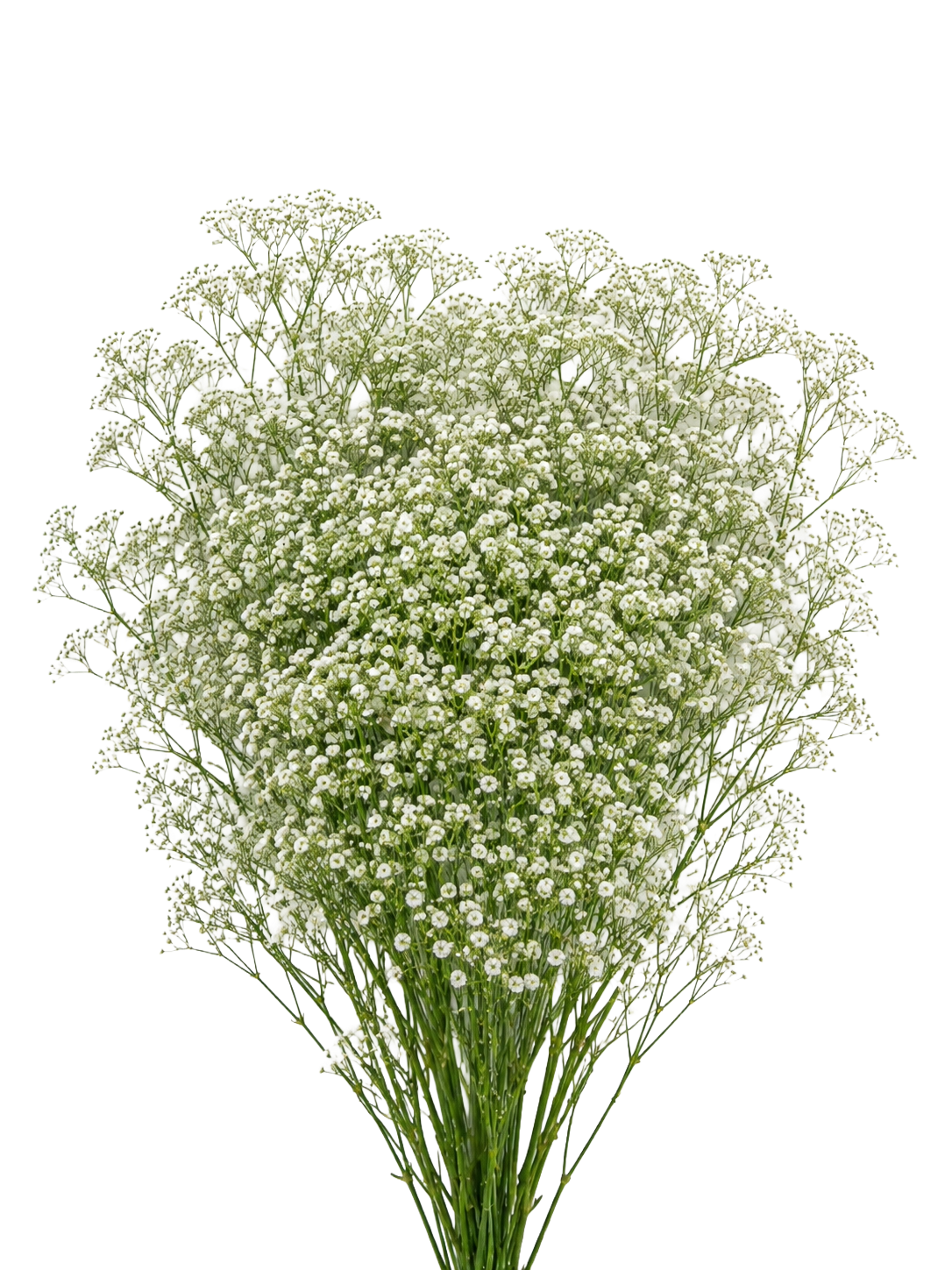 GYPSOPHILA